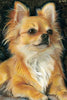 broderie diamant chihuahua