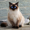 broderie diamant chat siamois