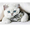 broderie diamant chat blanc