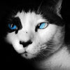 broderie diamant chat pensif