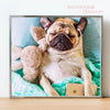 broderie diamant adorable chien carlin