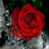 Broderie diamant Rose d'Eau