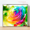 Rose Multicolore